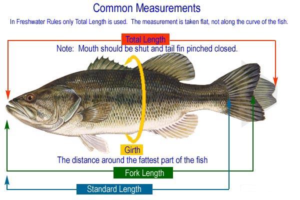 Fish length measuring methods