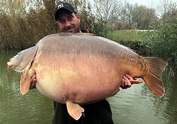 Record photograph for Cyprinus carpio