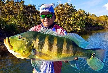 Record photograph for Cichla piquiti