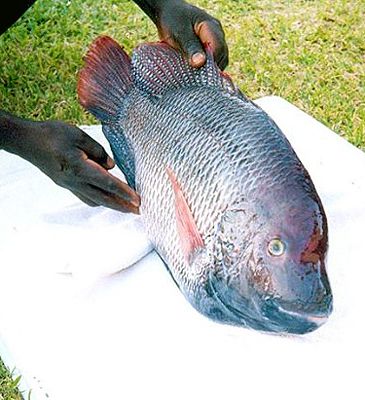Record photograph for Oreochromis andersonii