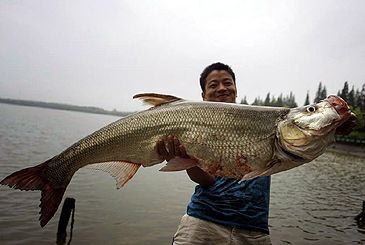 Record photograph for Chanodichthys erythropterus