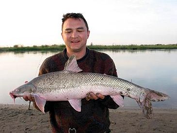 Record photograph for Luciobarbus brachycephalus