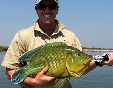 Record photograph for Serranochromis robustus
