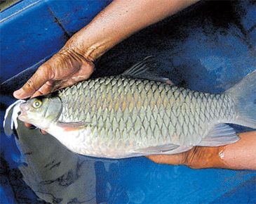 Record photograph for Hypselobarbus pulchellus