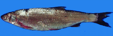 Record photograph for Chondrostoma cyri