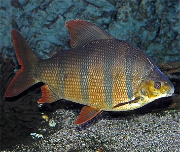 Record photograph for Distichodus sexfasciatus
