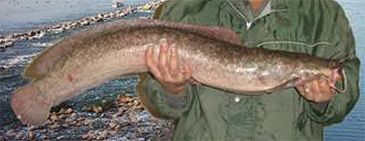 Record photograph for Clarias anguillaris