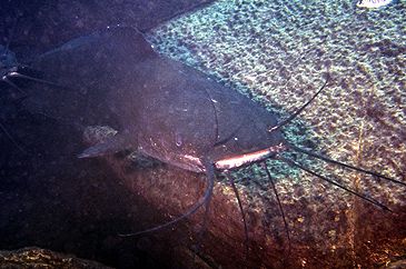 Record photograph for Bathyclarias worthingtoni