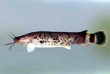 Record photograph for Malapterurus minjiriya