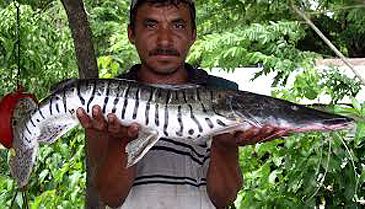 Record photograph for Pseudoplatystoma magdaleniatum