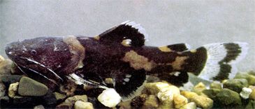 Record photograph for Batrochoglanis acanthochiroides