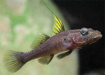 Record photograph for Glossogobius flavipinnis