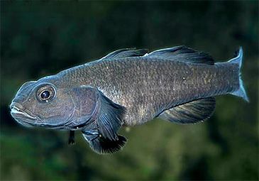 Record photograph for Mugilogobius sarasinorum