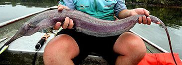 Record photograph for Rhamphichthys rostratus