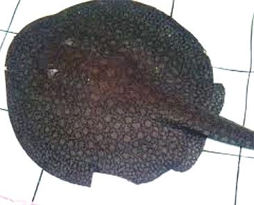 Record photograph for Plesiotrygon iwamae