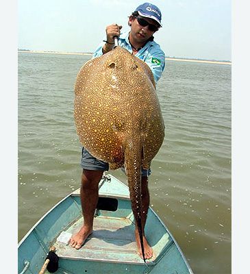Record photograph for Potamotrygon scobina