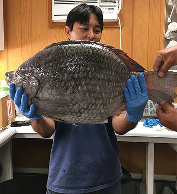 Record photograph for Oreochromis niloticus
