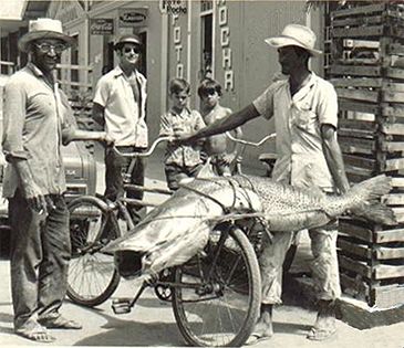 Record photograph for Pseudoplatystoma corruscans