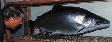 Record photograph for Salmo salar