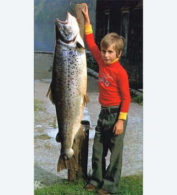 Record photograph for Salmo trutta lacustris