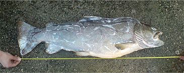 Record photograph for Salmo dentex