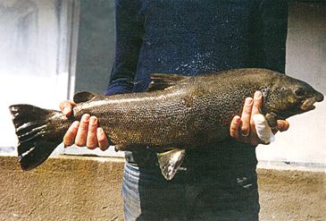 Record photograph for Salmo obtusirostris