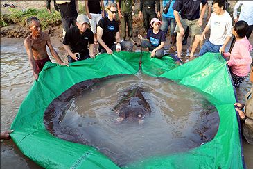 Record photograph for Urogymnus polylepis