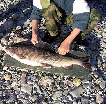 Record photograph for Thymallus arcticus