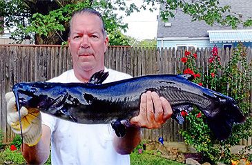 Record photograph for Ameiurus melas
