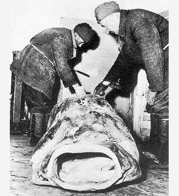 Record photograph for Silurus glanis