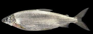 Record photograph for Coregonus arenicolus