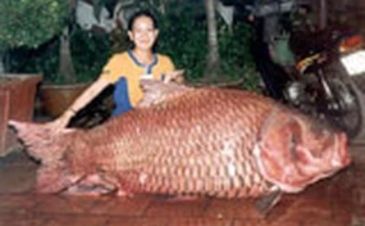 Record photograph for Catlocarpio siamensis