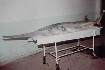 Record photograph for Psephurus gladius