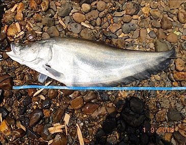 Record photograph for Chitala hypselonotus
