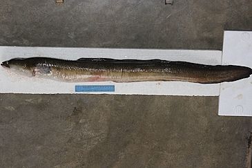 Record photograph for Anguilla nebulosa