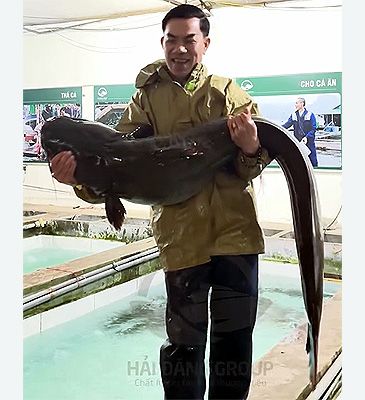 Record photograph for Hemibagrus guttatus