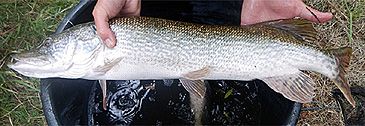 Record photograph for Esox aquitanicus