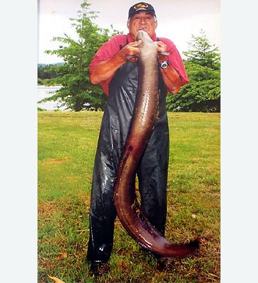 Record photograph for Anguilla dieffenbachii