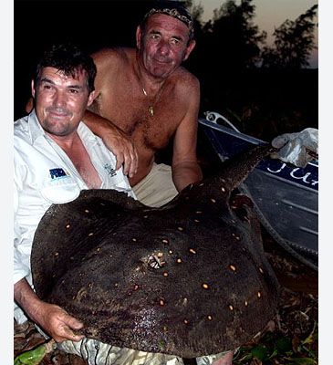 Record photograph for Potamotrygon motoro
