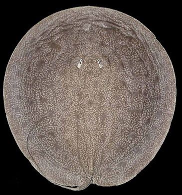 Record photograph for Heliotrygon rosai