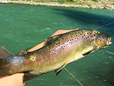 Record photograph for Salmo coruhensis