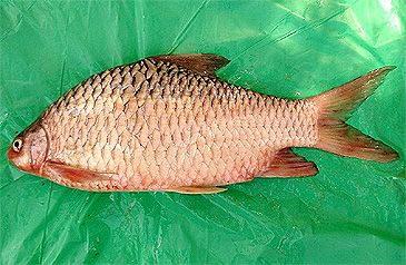 Record photograph for Hypselobarbus dobsoni