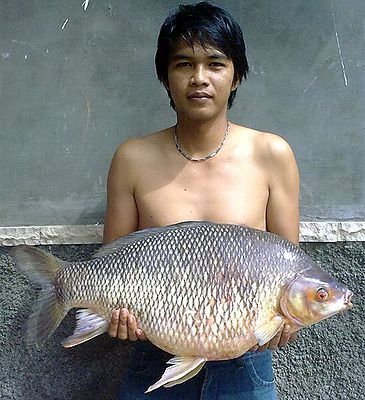Record photograph for Osteochilus melanopleura