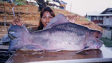 Record photograph for Incisilabeo behri