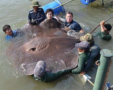 Record photograph for Urogymnus polylepis