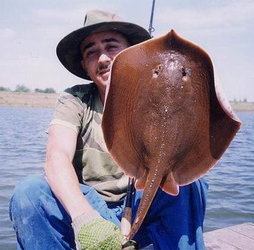 Record photograph for Hemitrygon laosensis