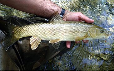 Record photograph for Luciobarbus albanicus