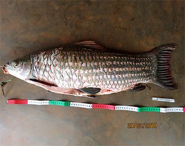 Record photograph for Labeo lineatus