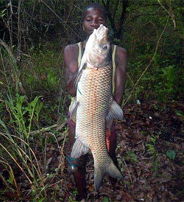 Record photograph for Labeobarbus tropidolepis