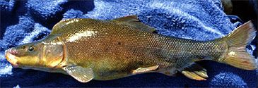 Record photograph for Xyrauchen texanus